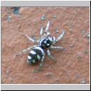 Salticus scenicus - Springspinne 01.jpg